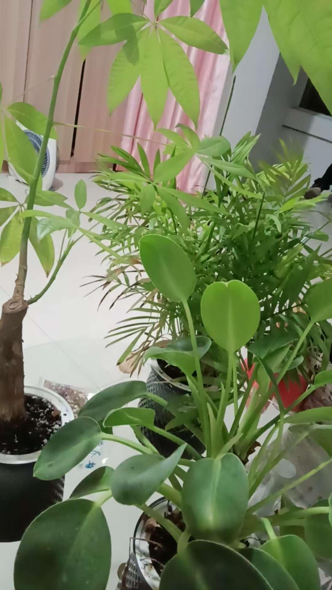 整租·福运佳园