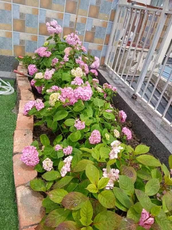 整租·天缘地芳