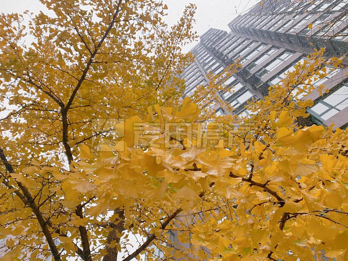 整租·东恒时代(二期)